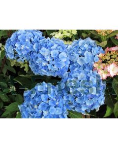 Hydrangea m. 'Mathilde Gutges' 50-60 cm C20