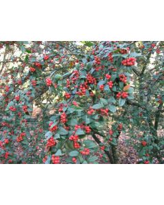 Cotoneaster franchetii 40-60 cm kw