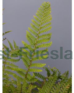 Polystichum braunii C2