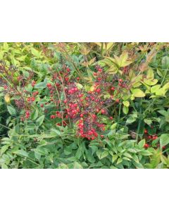 Nandina domestica C2