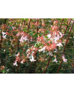 Abelia grandiflora C4