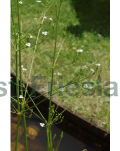 Alisma plantago-aquatica P9 / 24 per kist