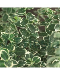Euonymus f. 'Emerald Gaiety' C1.5