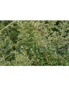 Ilex cren. 'Stokes' C2