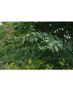 Acer capillipes 175-200 cm C20