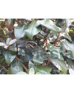 Elaeagnus ebbingei 200-225 cm kluit