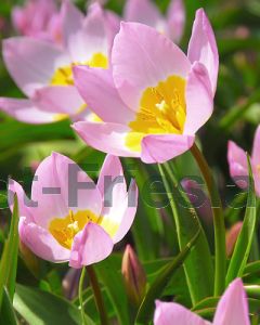 Tulipa bakeri Lilac Wonder 6/+ per 100
