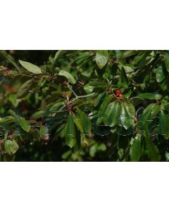 Nyssa sylvatica 175-200 cm C20