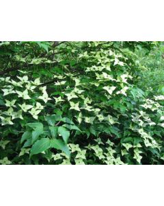 Cornus kousa 'Milky Way' 175-200 cm C35