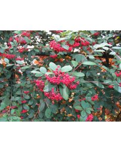 Cotoneaster lacteus 40-60 cm C2
