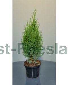 Juniperus chin. 'Stricta' C2