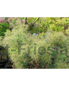 Cotinus cog. 'Young Lady' 80-100 cm C20