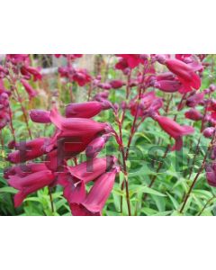 Penstemon 'Rich Ruby' C2