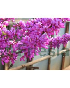 Cercis chinensis 'Avondale' 100-125 cm C10