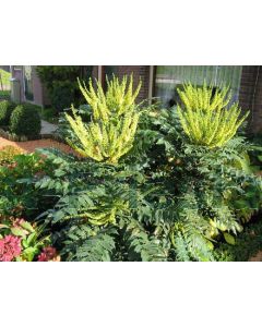 Mahonia media 'Winter Sun' 80-100 cm C20