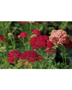 Achillea mil.'Red Velvet' C2