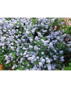 Ceanothus thyr.'Repens' 40-50 cm C7.5