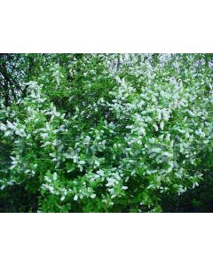 Prunus padus 60-100 cm kw