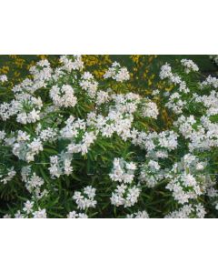 Choisya tern. 'Aztec Pearl' 50-60 cm C20