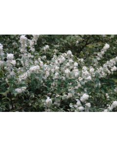 Osmanthus burkwoodii 175-200 cm C90 Meerstam
