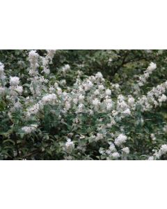 Osmanthus burkwoodii 60-80 cm C5