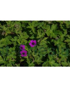 Geranium 'Anne Thomson' C2