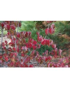 Cornus florida 125-150 cm C20