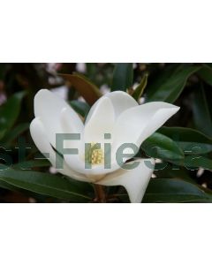 Magnolia grand.'Alta' 175-200 cm C50
