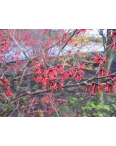 Hamamelis int. 'Diane' 150-175 cm C20