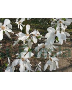Magnolia kobus 200-250 cm C50