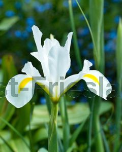 Iris Hollandica White van Vliet 7/8 per 100