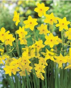 Narcissus Baby Boomer 10/12 per 100