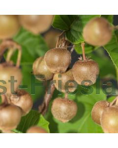 Actinidia deliciosa 'Hayward' 75 cm C2