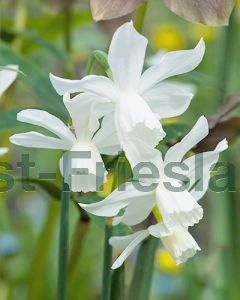 Narcissus triandrus Thalia 12/14 per 100