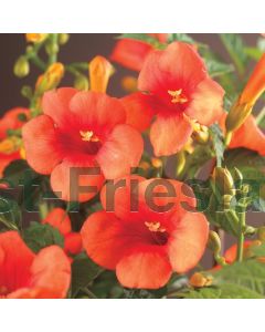 Campsis radicans Madam Galen 75 cm C2