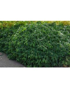 Cornus stol. 'Kelseyi' C3