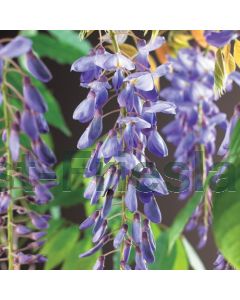 Wisteria sinensis C100x45 leischerm
