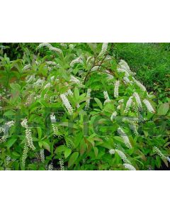 Itea virginica 'Henry's Garnet' 100-125 cm C20