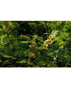 Sorbus auc. 'Joseph Rock' 8/10 drkl