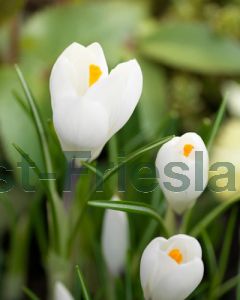 Crocus v. 'Jeanne d´Arc' 8/9 per 100