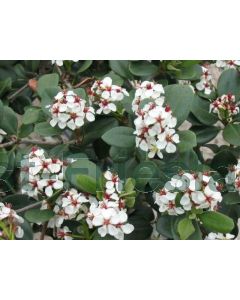 Rhaphiolepis umbellata 60-80 cm C25
