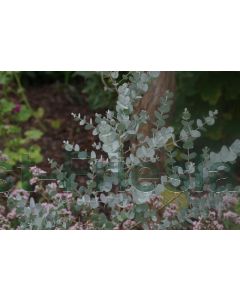 Eucalyptus gunnii 125-150 cm C5