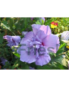Hibiscus syr. 'Blue Chiffon' 60-80 cm C9