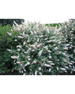 Buddleja dav. 'White Ball' C7.5