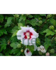Hibiscus syr. 'Red Heart' 80-100 cm C20
