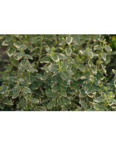 Euonymus f. 'Emerald Gaiety' C3