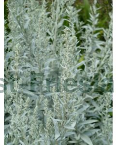 Artemisia lud. 'Silver Queen' P9 / 24 per kist