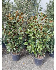 Magnolia grand. 'Galissonière' 150-175cm C50