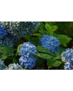 Hydrangea m. 'Nikko Blue' 80-100 cm C20
