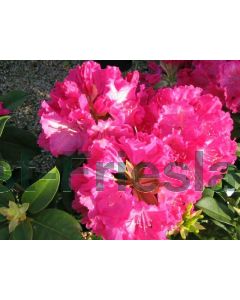 Rhododendron 'Germania' 40-60 cm C10